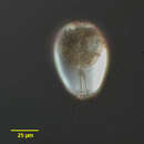 Image of Lagenidiopsis Golemansky 1974