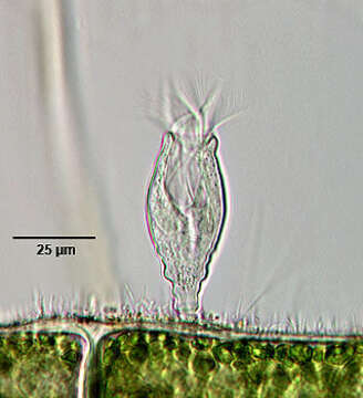 Image of Propyxidium Corliss 1979