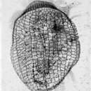 Image of Euplotes eurystomus