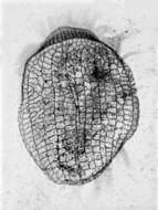 Image of Euplotes eurystomus