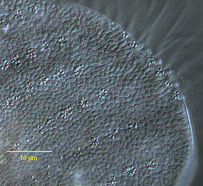 Image de Euplotes eurystomus