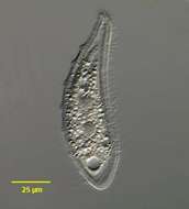 Image of Loxophyllum helus