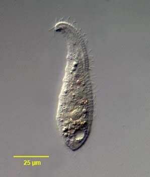 Image of Loxophyllum helus