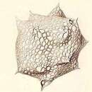 Image of Solenosphaera collina (Haeckel 1887)