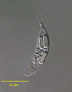 Image of Menoidium bibacillatum