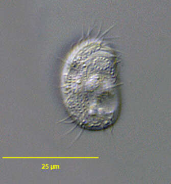 Image of Lynchellidae