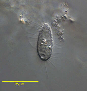 Image of Pleuronematida