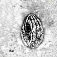 Image de Cyclidium glaucoma