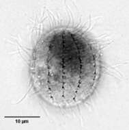 Image of Cyclidium glaucoma