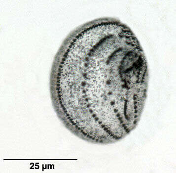 Image of Leptopharynx Mermod 1914