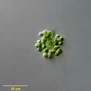 Image of <i>Errerella bornhemiensis</i>