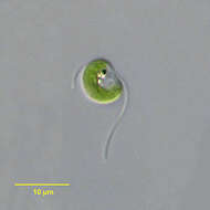 Image of Nephroselmidophyceae