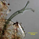 Image of Folliculina producta Wright 1859