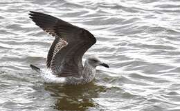 Image of Lesser Black-backed Gull