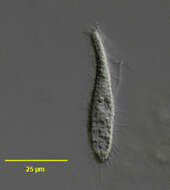 Image of Cohnilembidae