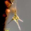 Image of Ceratium hirundinella