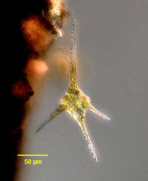 صورة Ceratium hirundinella