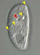 Image of Chilodontopsis depressa (Perty 1852) Blochmann 1895