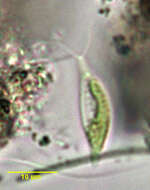 Image of Haematococcaceae