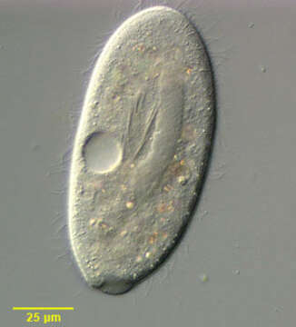 Clathrostoma viminale Penard 1922 resmi