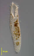 Image de Condylostomatidae