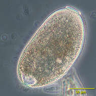 Image de Enchelydium Kahl 1930