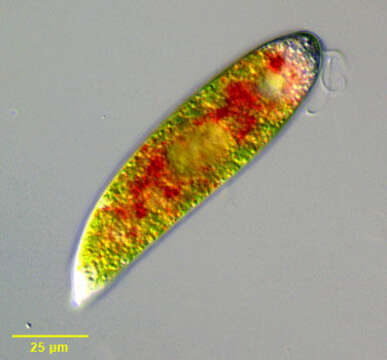 Image de Euglena sanguinea