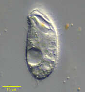 Espejoia mucicola (Penard 1922) resmi