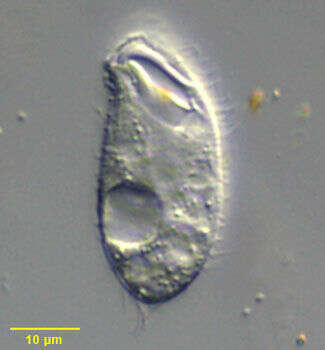 Espejoia mucicola (Penard 1922) resmi