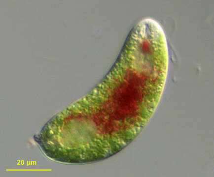 Image of Euglena sanguinea