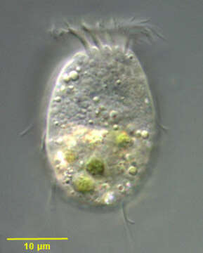 Image of Halteriidae