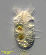 Image of Halteriidae