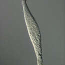 Image of Lagynus cucumis (Penard 1922) Buitkamp 1977