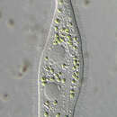 Trachelophyllum sigmoides Kahl 1926的圖片