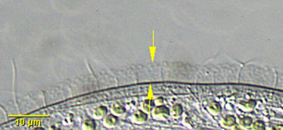 Image of Trachelophyllum sigmoides Kahl 1926