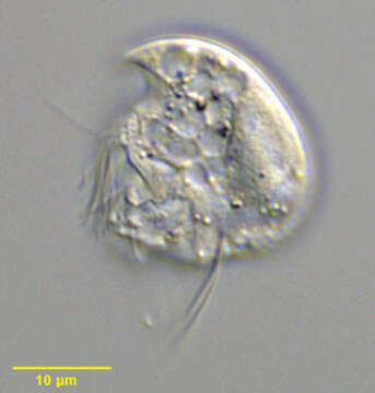 Image of Plagiopylea