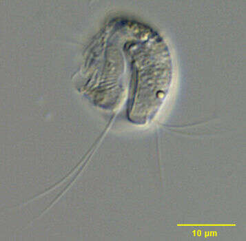Image of Plagiopylea