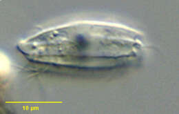 Image of Enchelyidae