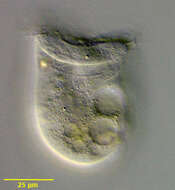 Image of Phascolodon vorticella