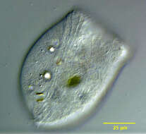 Image of Phascolodon vorticella
