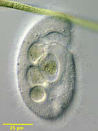 Image of Plagiopyla nasuta
