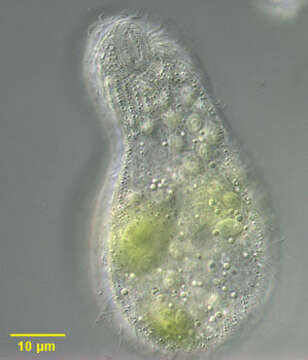 Image of Cyrtolophosidida