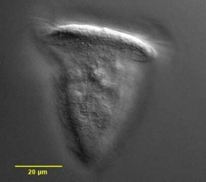 Image of Pseudovorticella Foissner & Schiffmann 1975