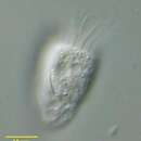 Image of Rimostrombidium hyalinum (Mirabdullaev 1985) Petz & Foissner 1992