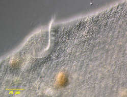 Image of Spirostomum ambiguum
