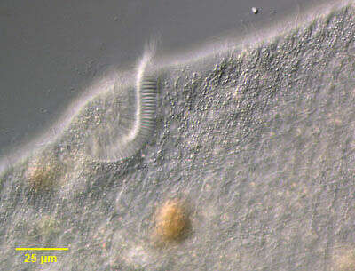 Слика од Spirostomum ambiguum