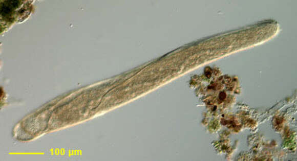 Слика од Spirostomum ambiguum