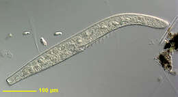 Image of Spirostomum minus