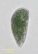 Image of Cyrtolophosidida