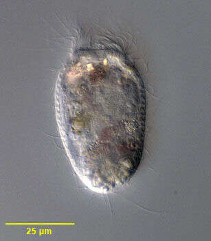 Image of Vasicola ciliata Tatem 1869
